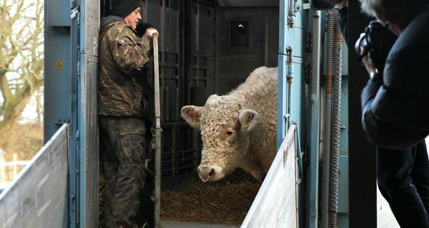 Benjy arrives at the Hillside Animal Sanctuary on the outskirts of Norwich