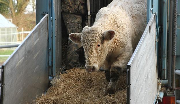 Benjy arrives at the Hillside Animal Sanctuary on the outskirts of Norwich