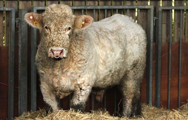 Benjy the gay bull at Hillside Animal Sanctuary