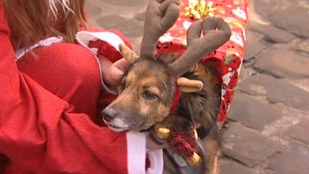 Dog dressed in a festive outfit