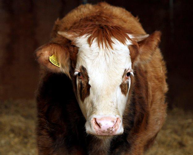 Alex the bullock at Hillside Animal Sanctuary