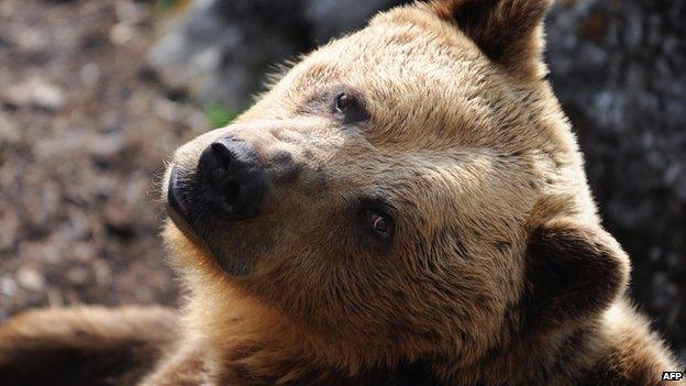 Brown bear