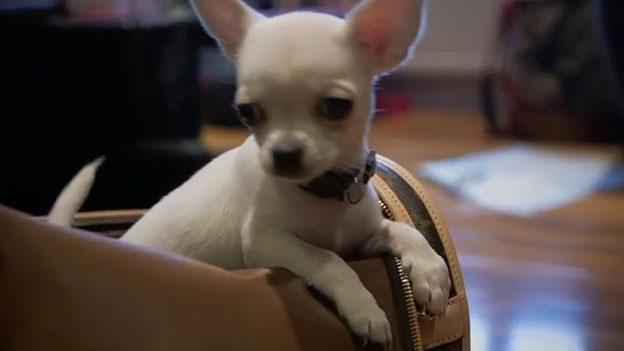 Jane bought a Louis Vuitton handbag and a Chihuahua