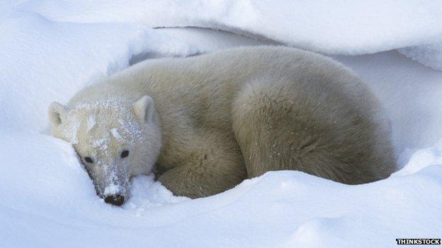 Polar bear