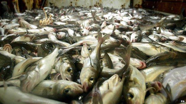 fish caught off Scottish coast