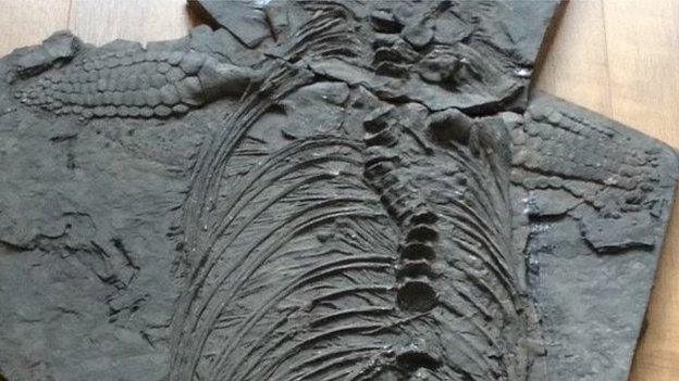 Fossil of ichthyosaur