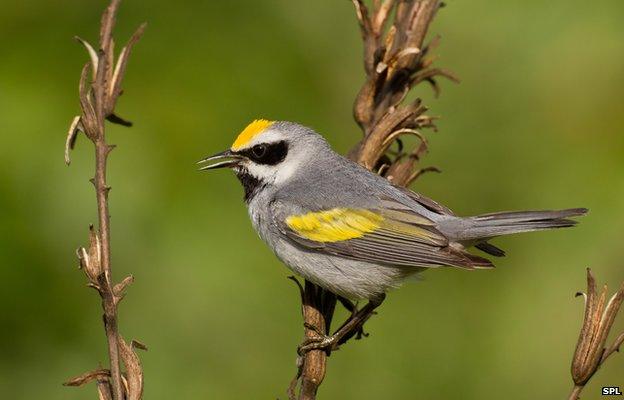 golden-winged warbler