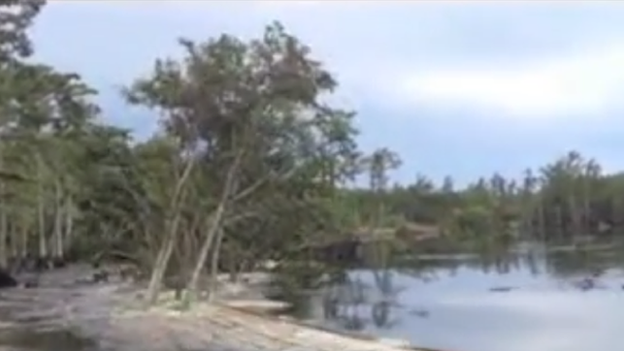 Trees and water at a forest in Louisiana being sucked into a sinkhole in 2013