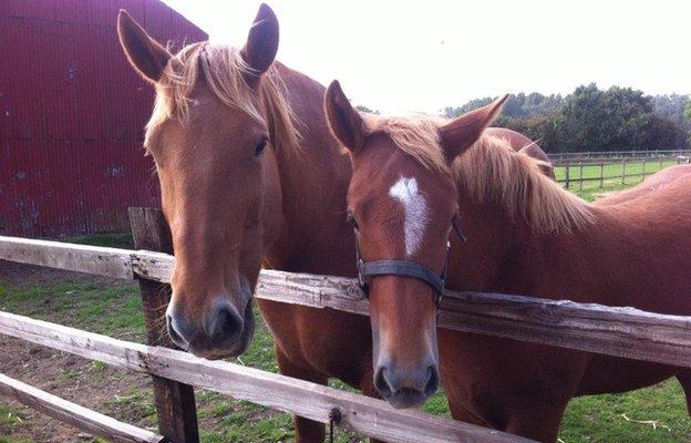 Suffolk punch and foal at Easton