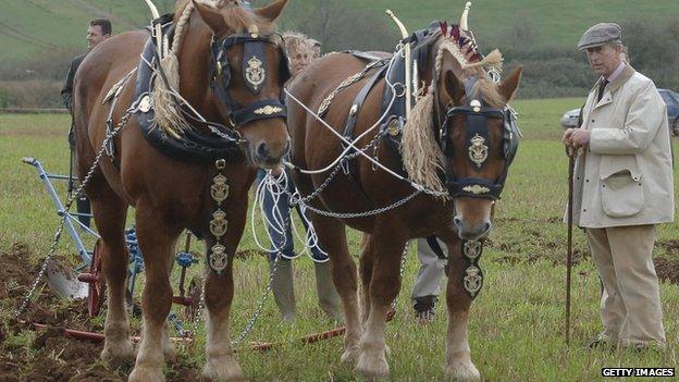 Prince of Wales views Duke and Emperor his two Suffolk punch horses ploughing at Tetbury, Gloucestershire