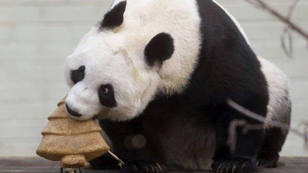 Panda Tian Tian eats a specially made Christmas cake.