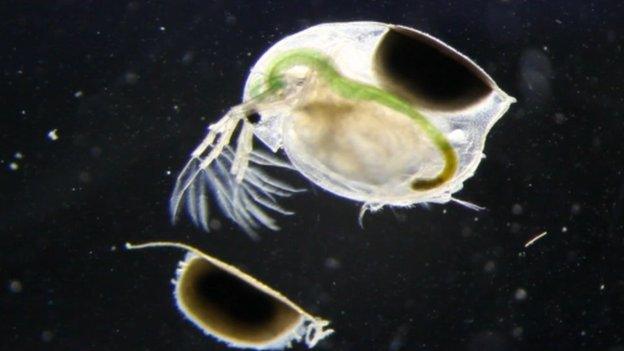 Water flea