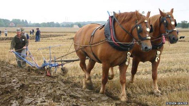 Suffolk punch horses from Rede Hall ploughing at Harvest Past 2005, by Steven Geater