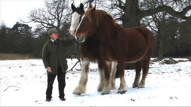 Suffolk Punch horses