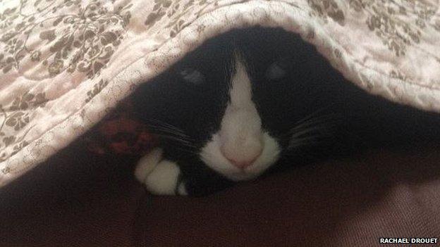 Theo the cat under a blanket