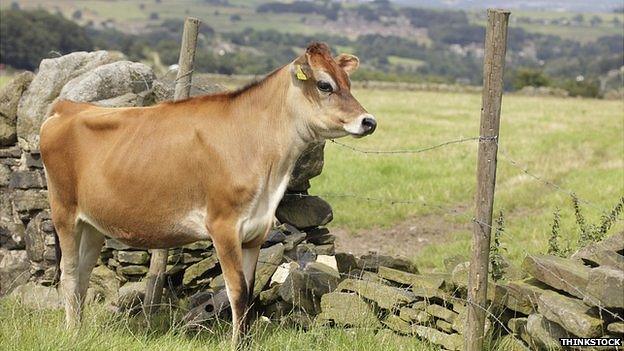 Jersey cow in a field in England