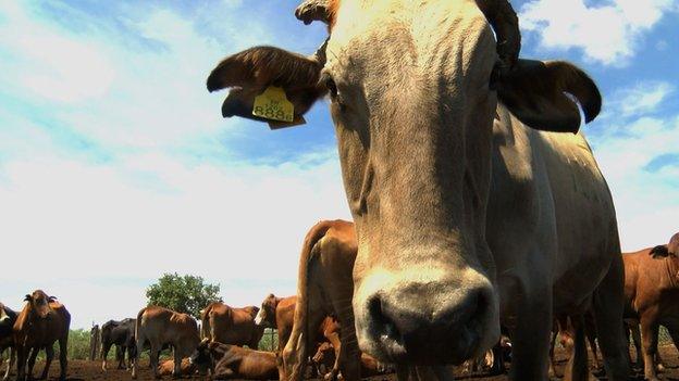 Botswanan cattle