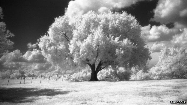 Using infra-red film, Gary Cole photograph of a tree