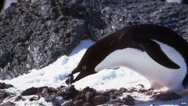 Adelie penguin