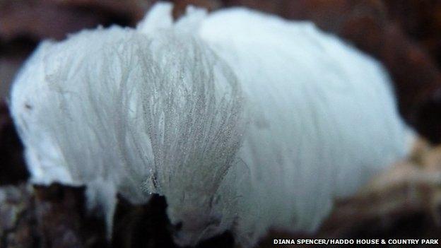 Frost flower at Haddo House