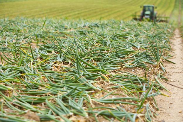 Harvesting onions at the Rix farm