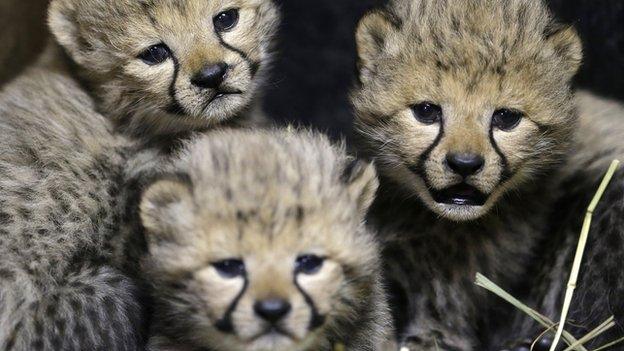 The cheetah cubs