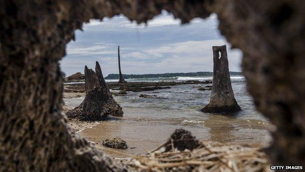 Ruins of the coconut trees that was hit by the tsunami is seen at the beach on 14 December, 2014 in Banda Aceh, Indonesia