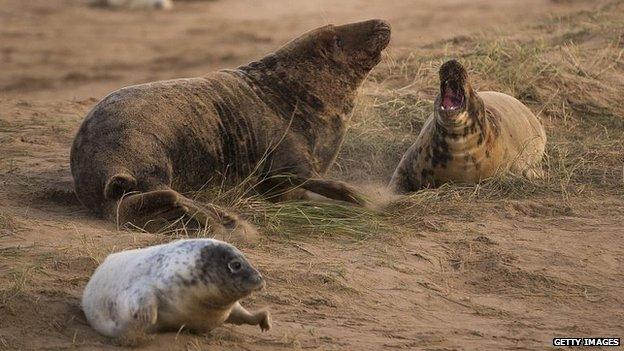 Grey seals