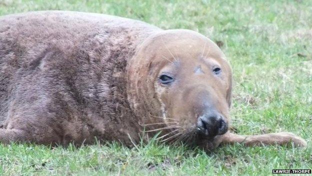 Seal in Newton-le-Willows