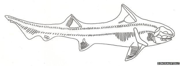 Sketch of fossilised shark