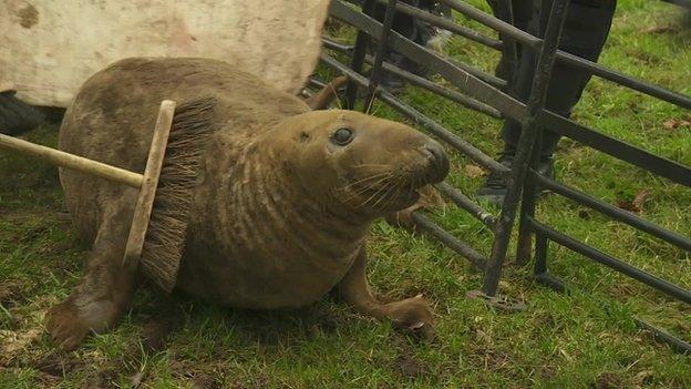 Stranded seal