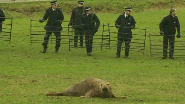 Stranded seal