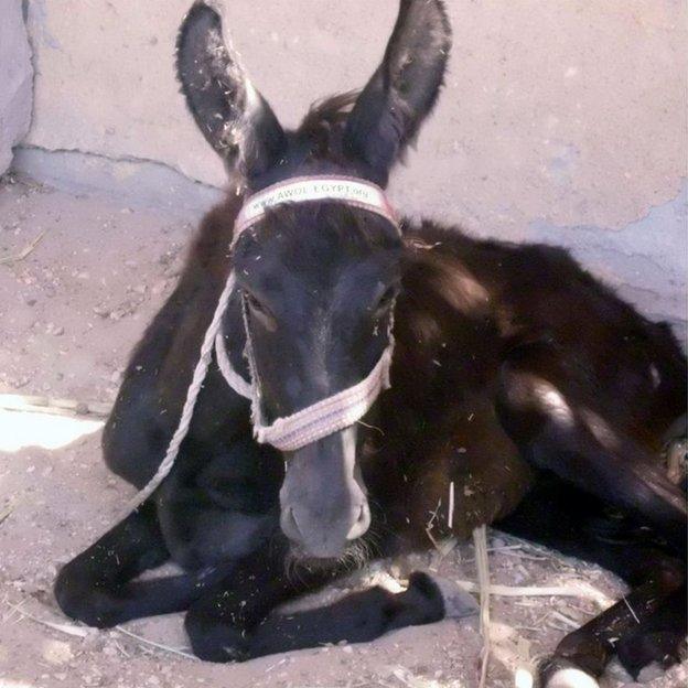 Donkey on floor