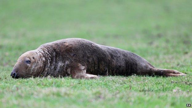 Dumbledore the grey seal