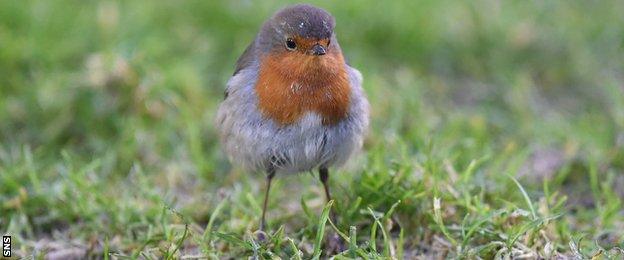 A robin on the pitch at the Caledonian Stadium