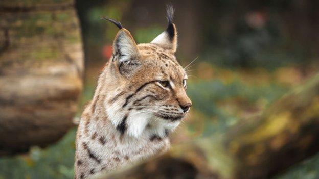 Eurasion Lynx