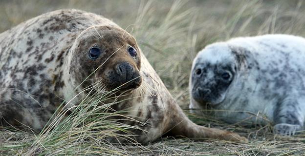 Cow and pup at Blakeney Point seal colony