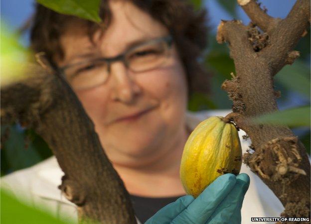 A cocoa bean in the facility (Image: University of Reading)