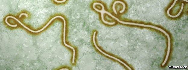 Ebola virus