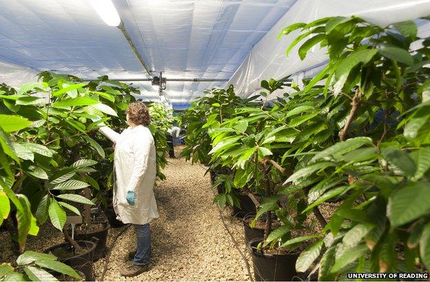 Rows of cocoa plants