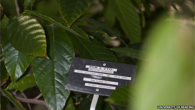 labelled cocoa plant