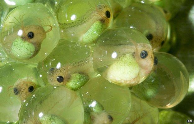 frog eggs