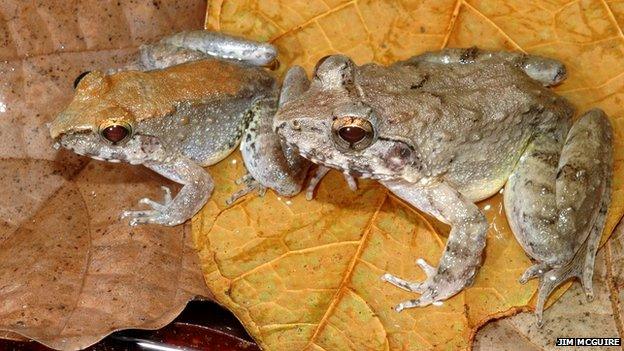 Fanged frogs