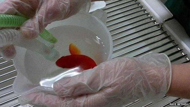 Operation being carried out on a goldfish