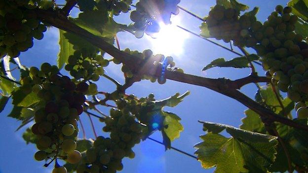 grape bunches on a vine