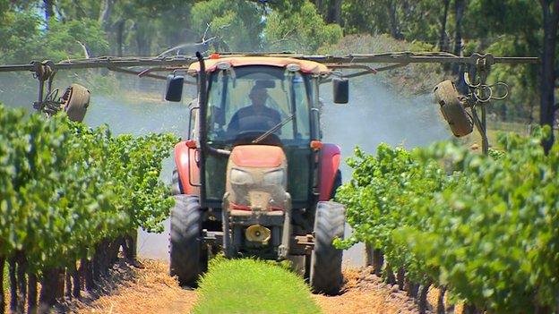 Tractor spraying vines