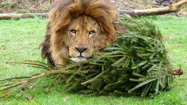 Zuri the lion with Christmas tree