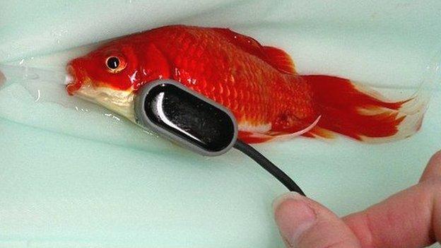 Goldfish being operated on