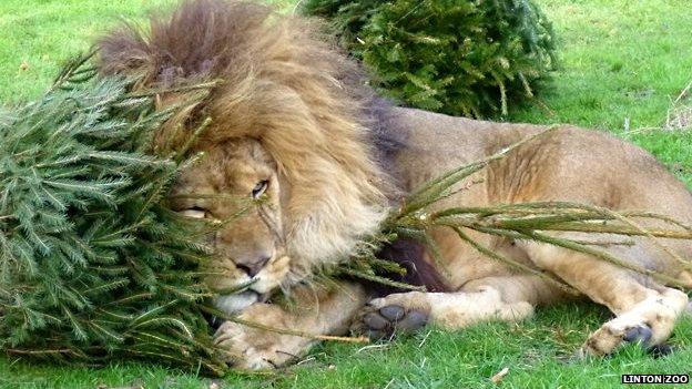 Zuri the lion 'romps' with a Christmas tree