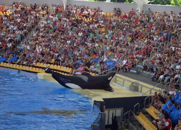 Orca performing to a large crowd